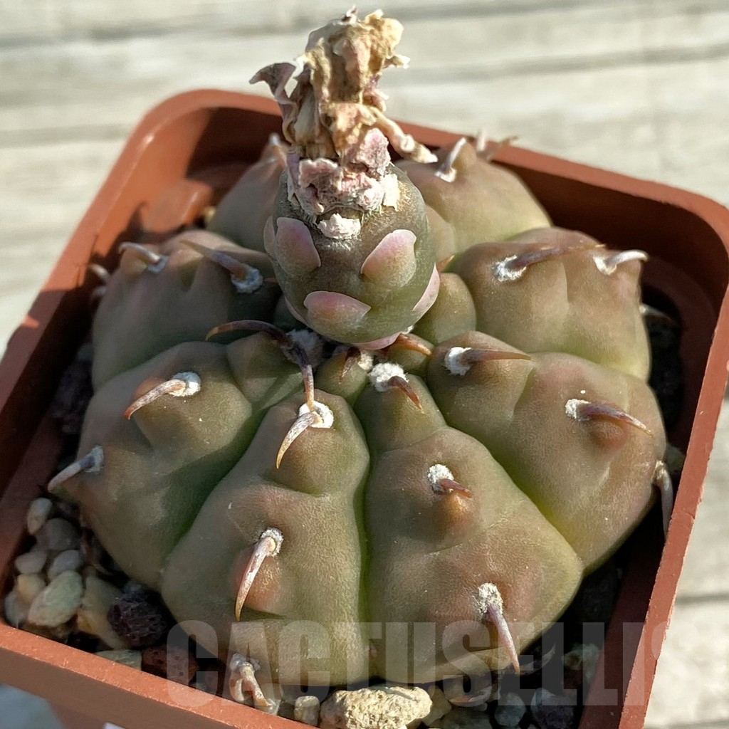 SH11668 Gymnocalycium vatteri v. unguispinum