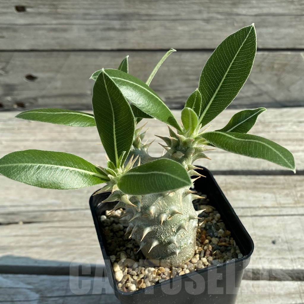 SH11677 Pachypodium horombense - Image 2