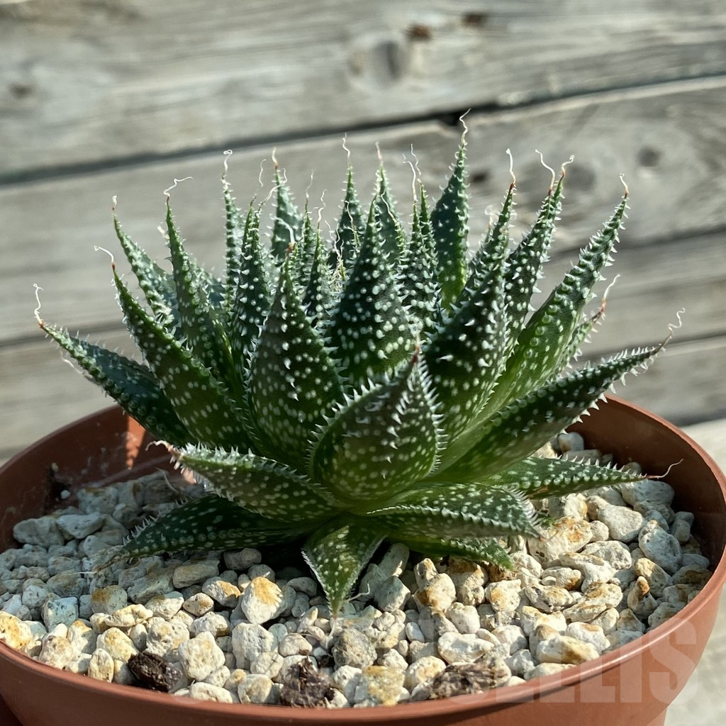 SH11685 Aloe aristata broad leaf form - Image 2
