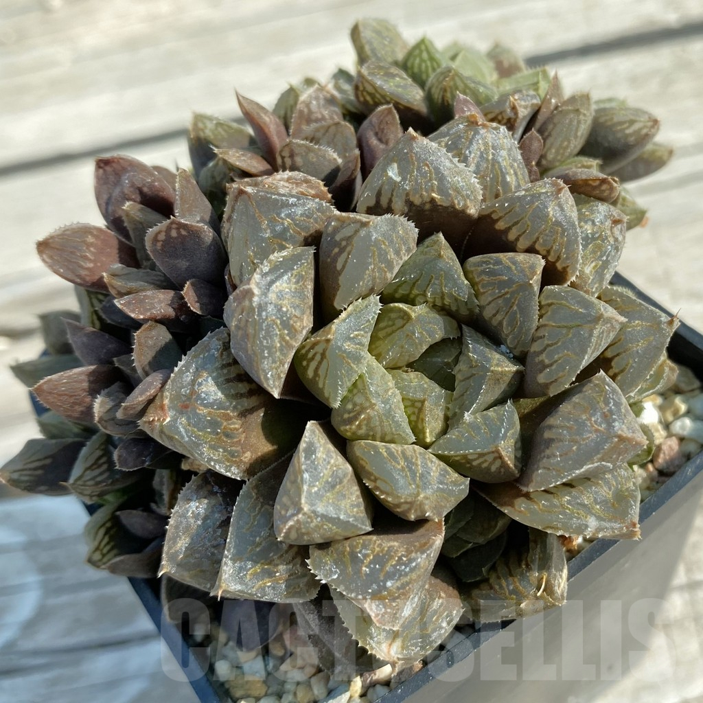 SH11686 Haworthia magnifica x woperi v. truncata