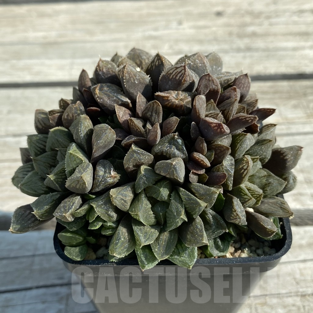 SH11686 Haworthia magnifica x woperi v. truncata - Image 2