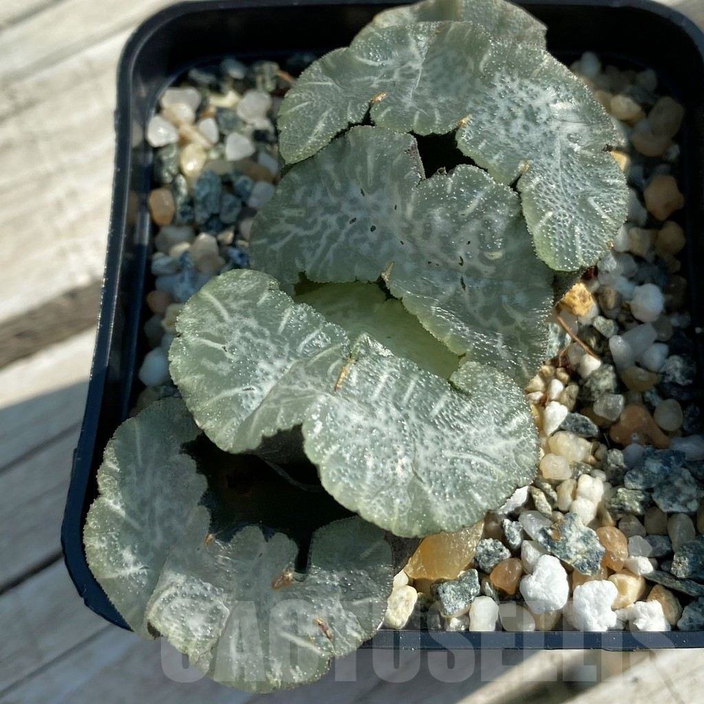 SH11689 Haworthia truncata 'Disarrayed Jade Fan' - Image 2