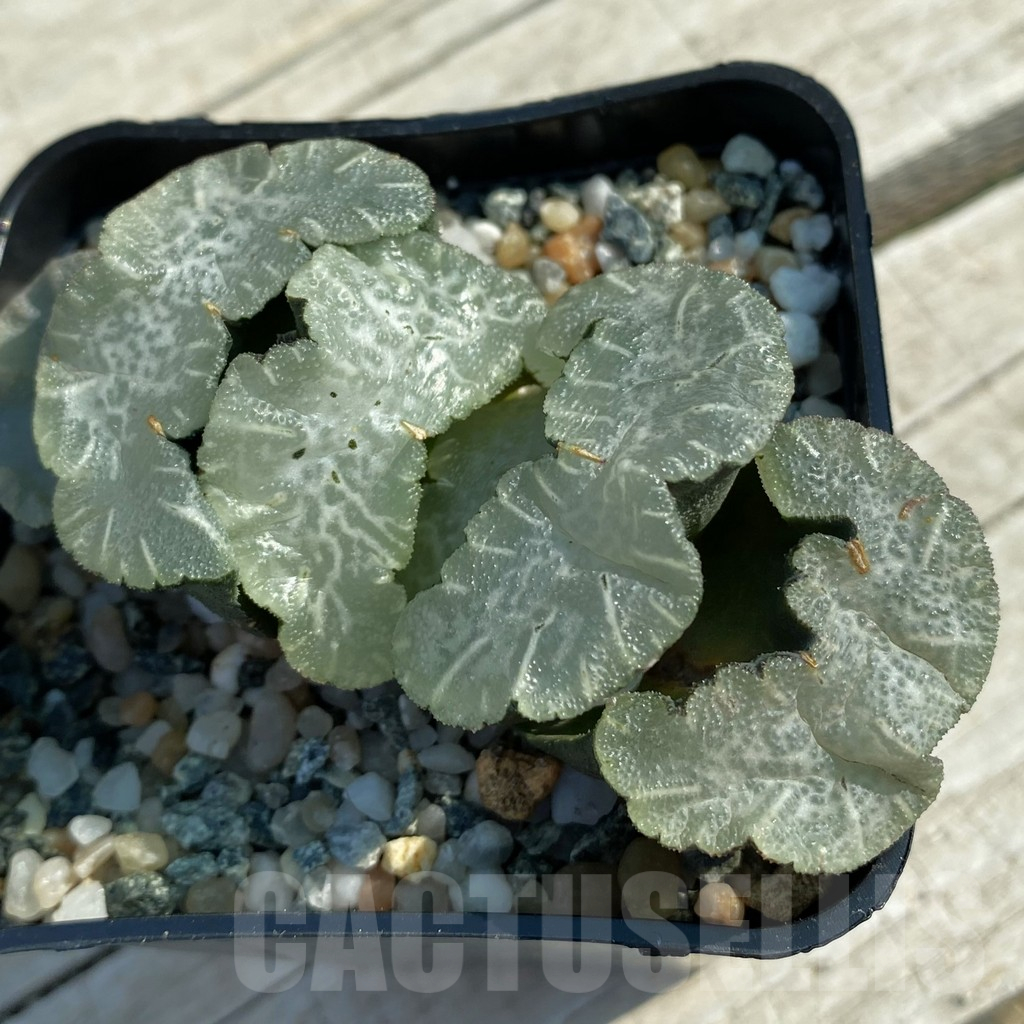 SH11689 Haworthia truncata 'Disarrayed Jade Fan'