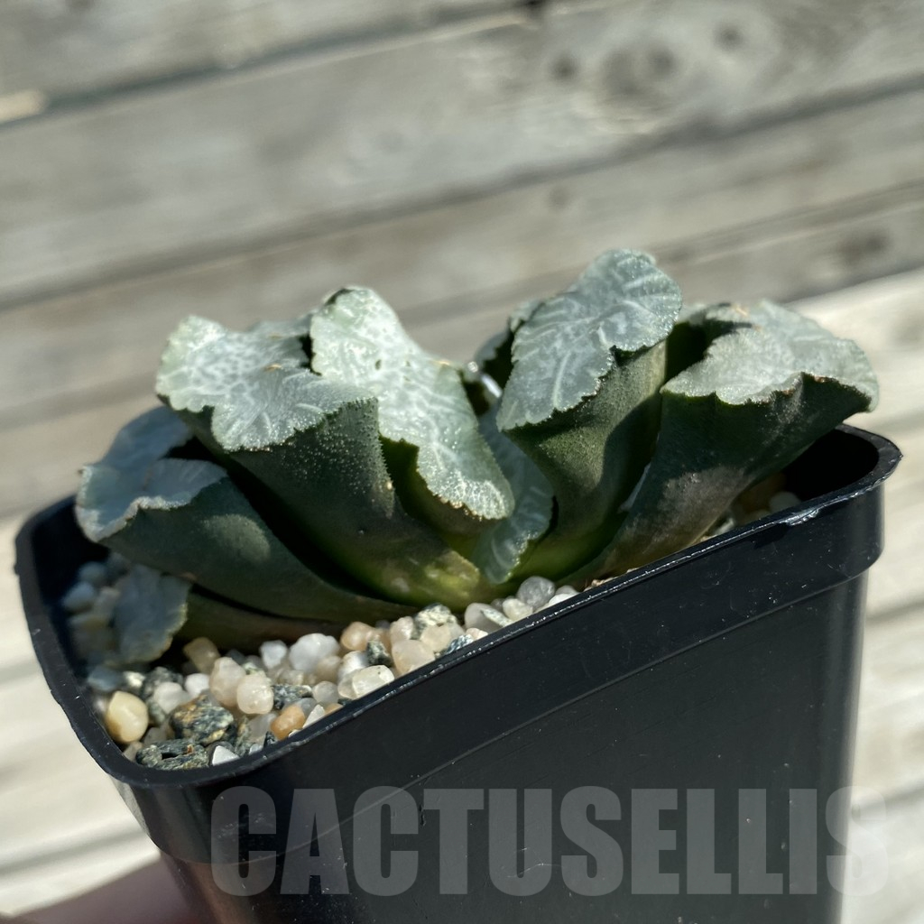 SH11689 Haworthia truncata 'Disarrayed Jade Fan' - Image 3
