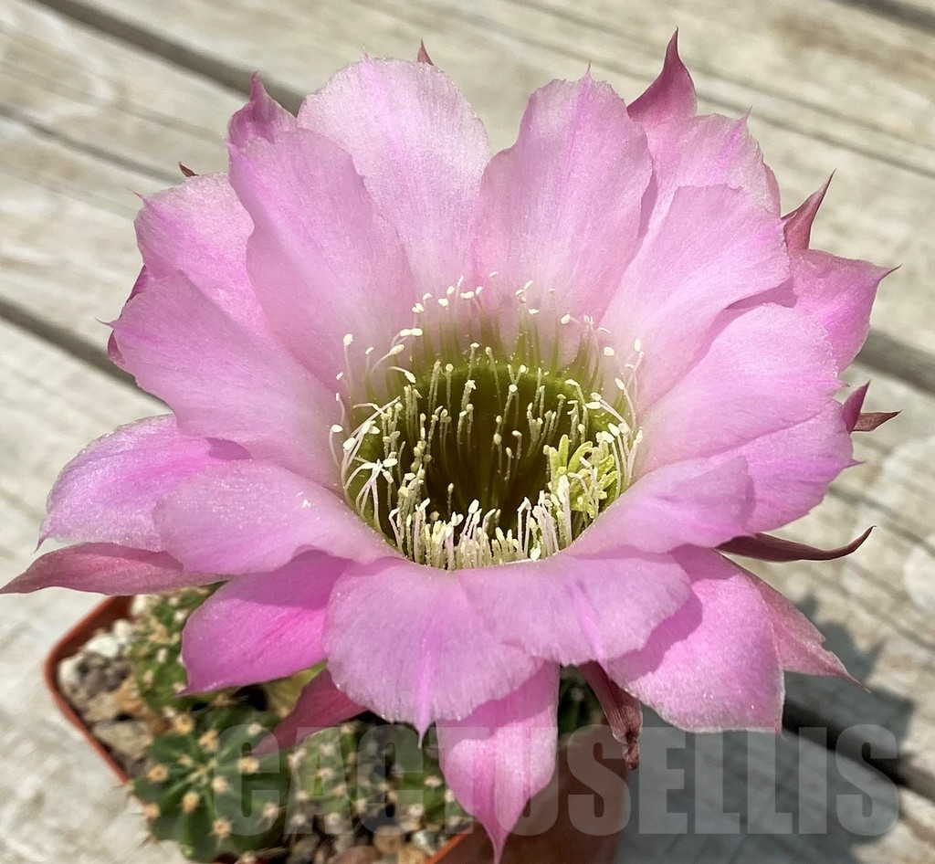 SH11734 Echinopsis hybrid A 13 ILLIAS