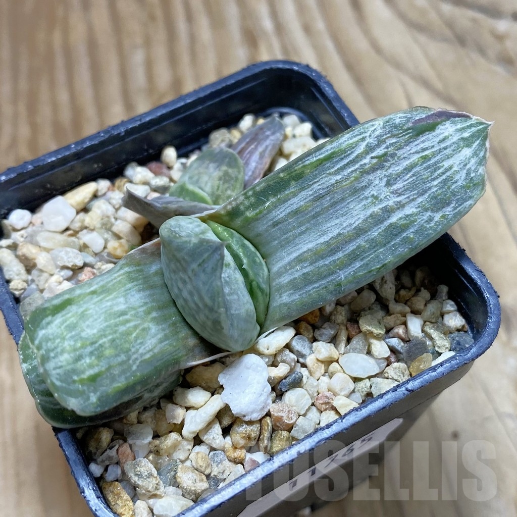 SH11765 Gasteria nigricans v. marmorata f. variegata