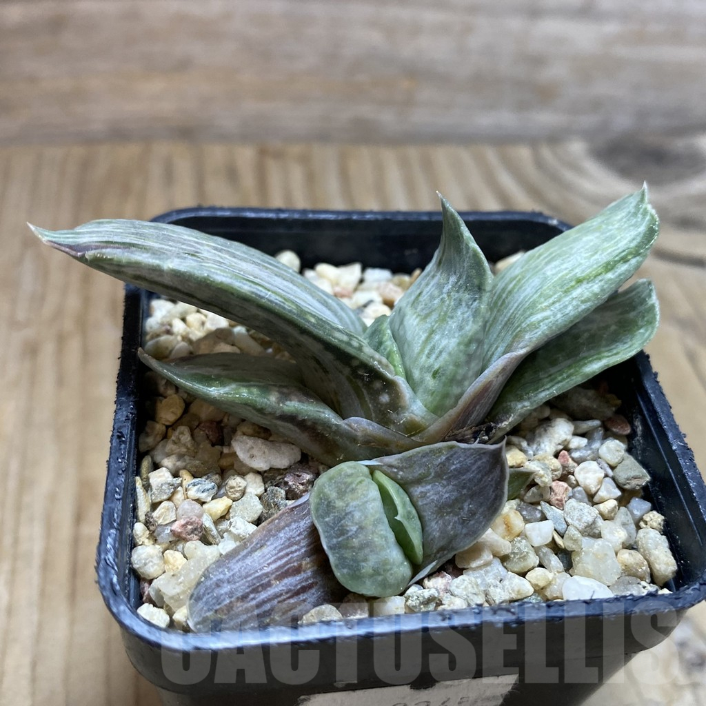 SH11765 Gasteria nigricans v. marmorata f. variegata - Image 2