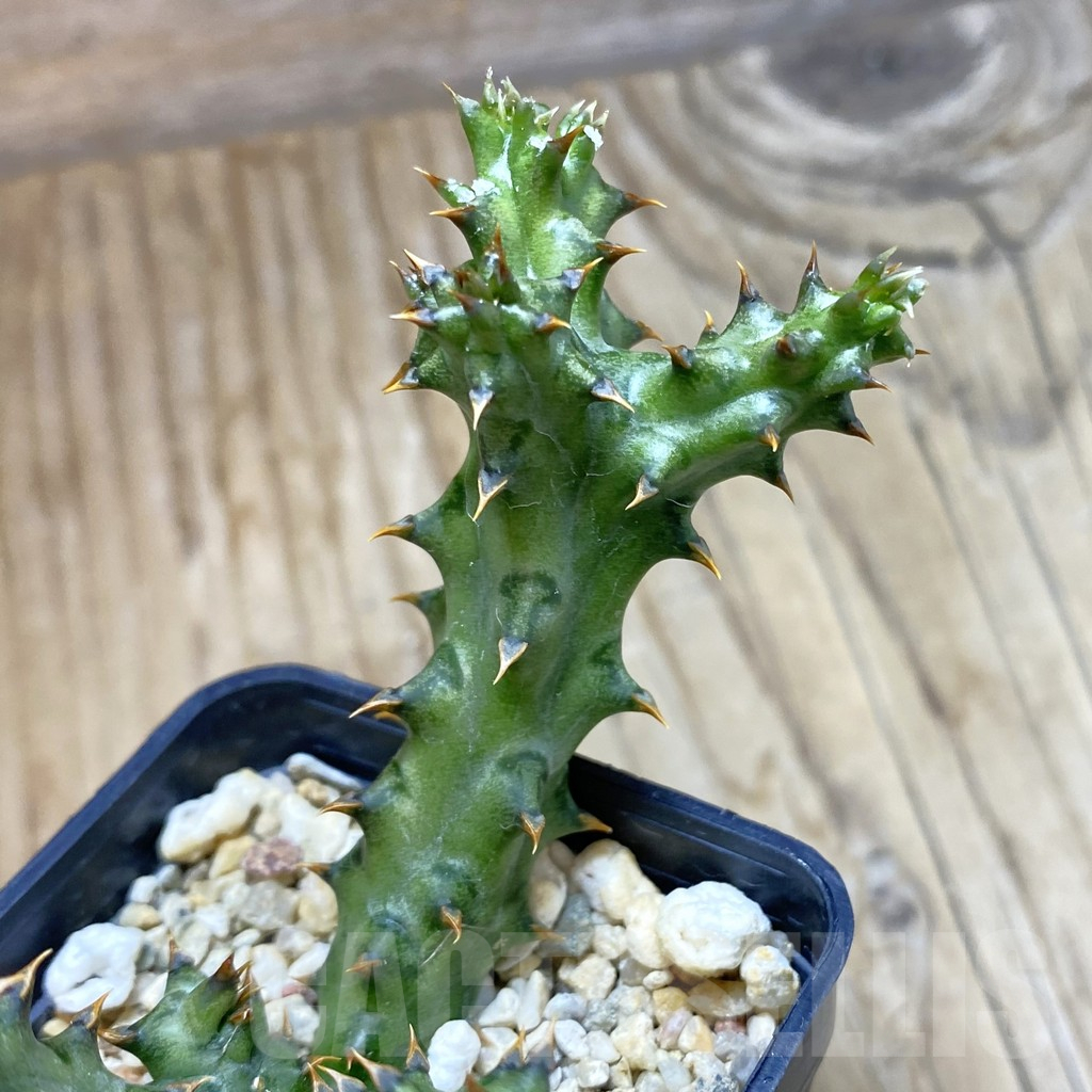 SH11766 Edithcolea grandis