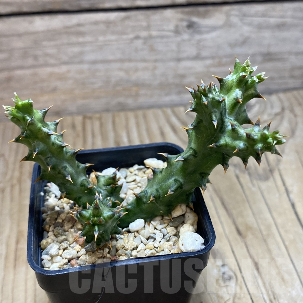 SH11766 Edithcolea grandis - Image 2
