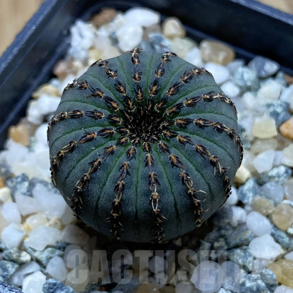 SH11768 Frailea asterioides