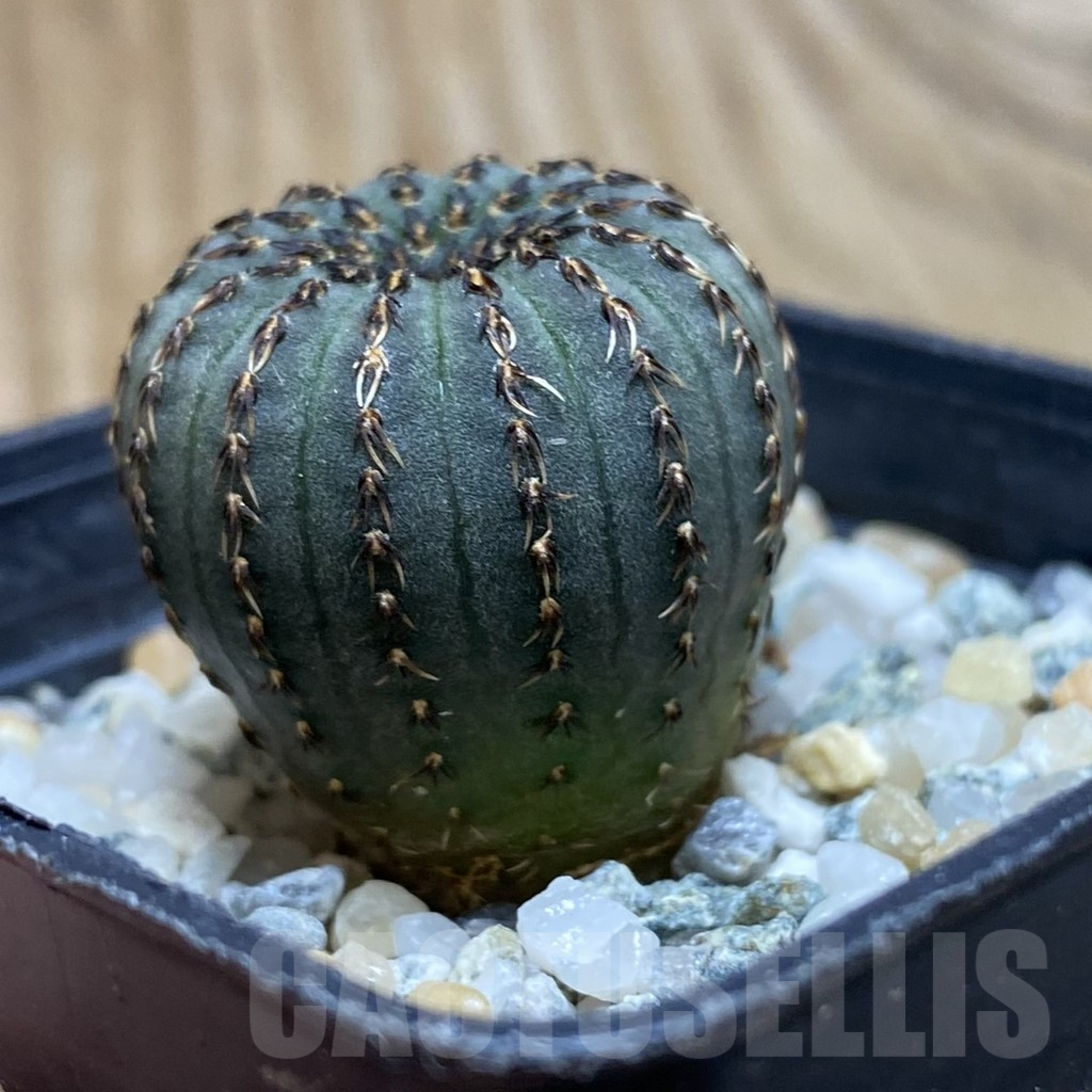 SH11768 Frailea asterioides - Image 2