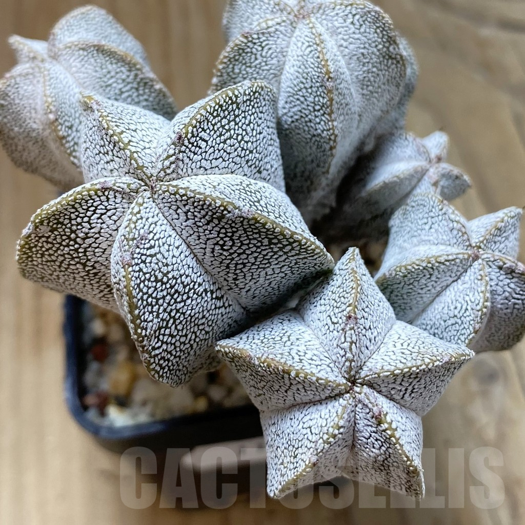 SH11770 Astrophytum myriostigma 'Onzuka' f. caespitosa