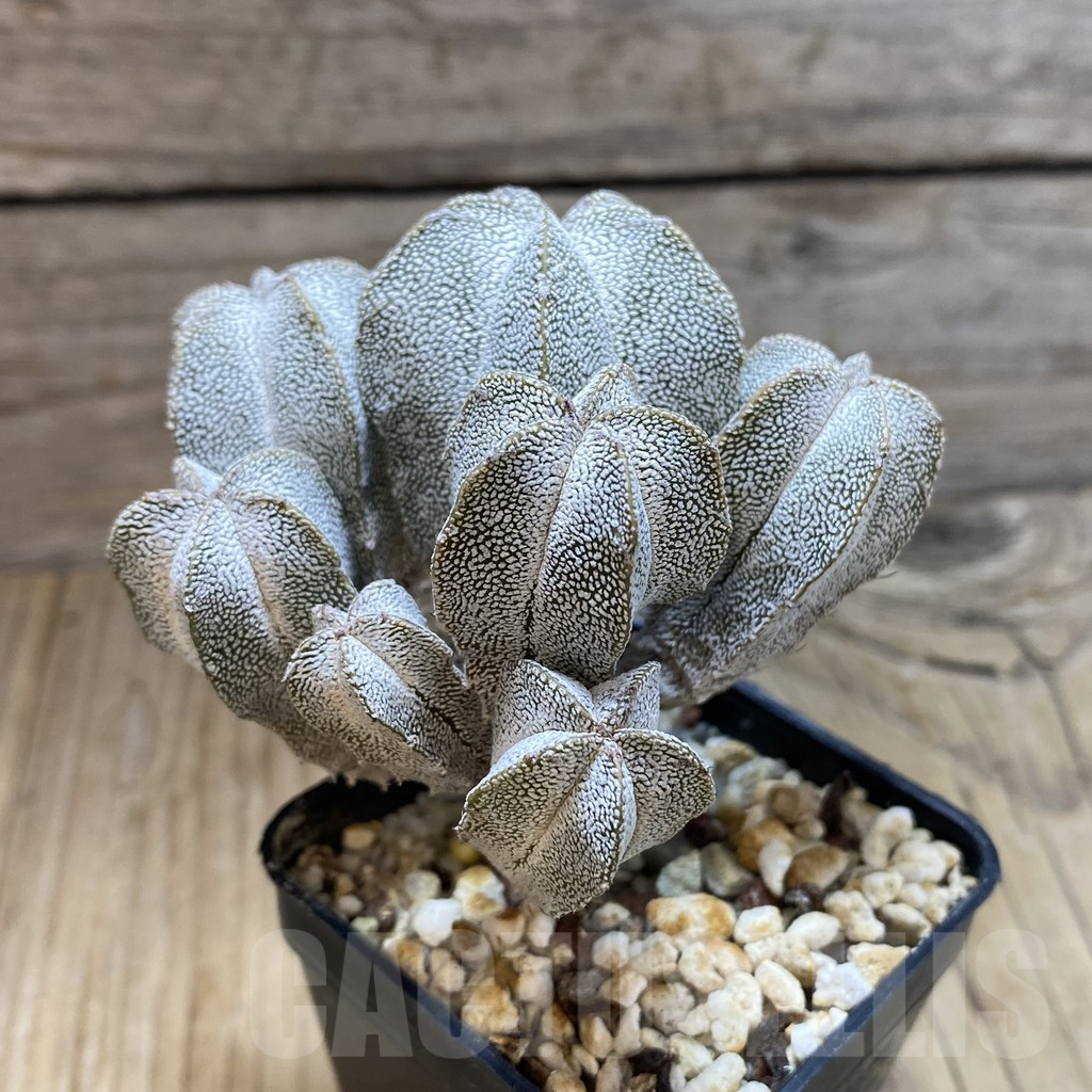 SH11770 Astrophytum myriostigma 'Onzuka' f. caespitosa - Image 2