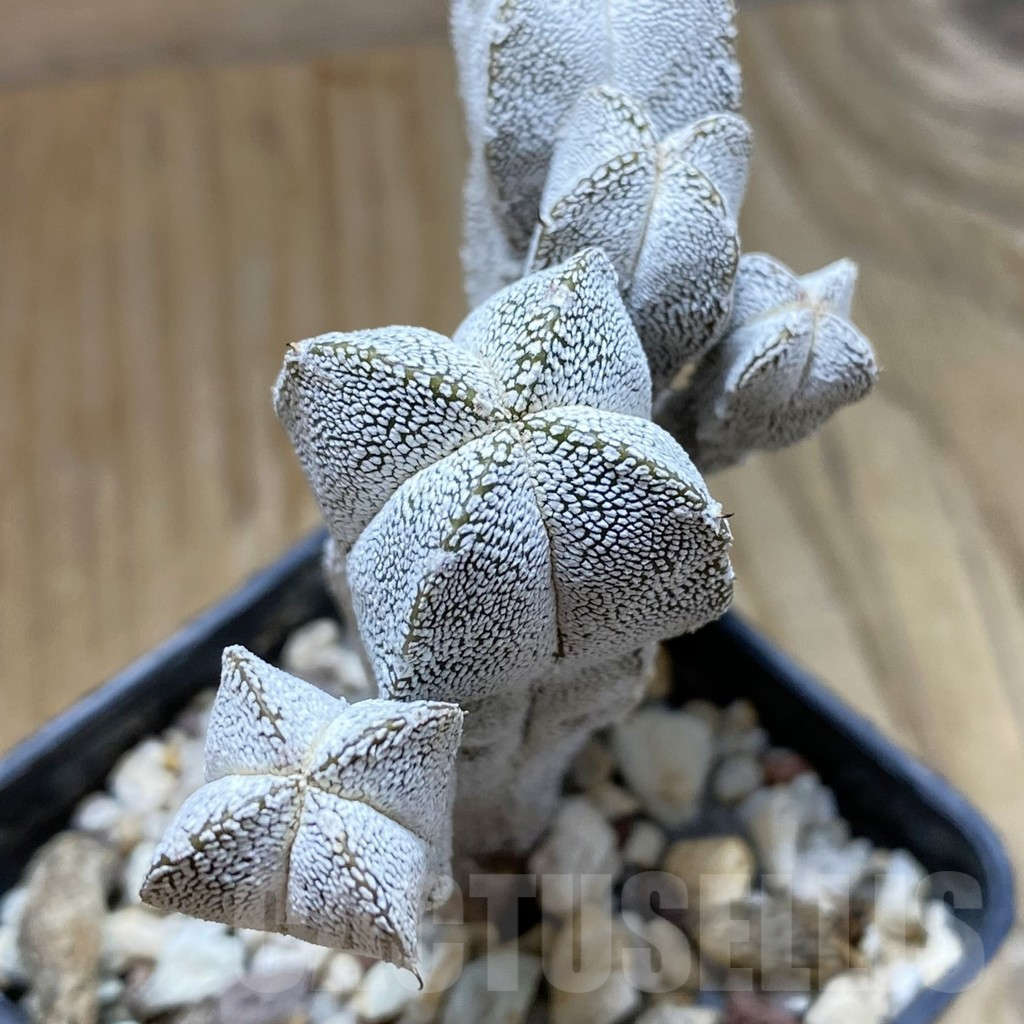 SH11771 Astrophytum myriostigma 'Onzuka' f. caespitosa