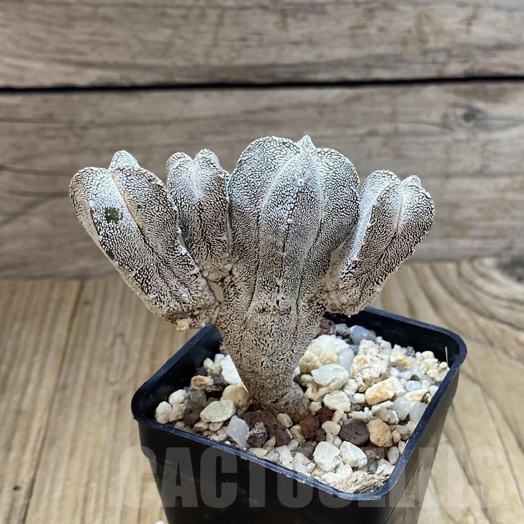 SH11771 Astrophytum myriostigma 'Onzuka' f. caespitosa - Image 2