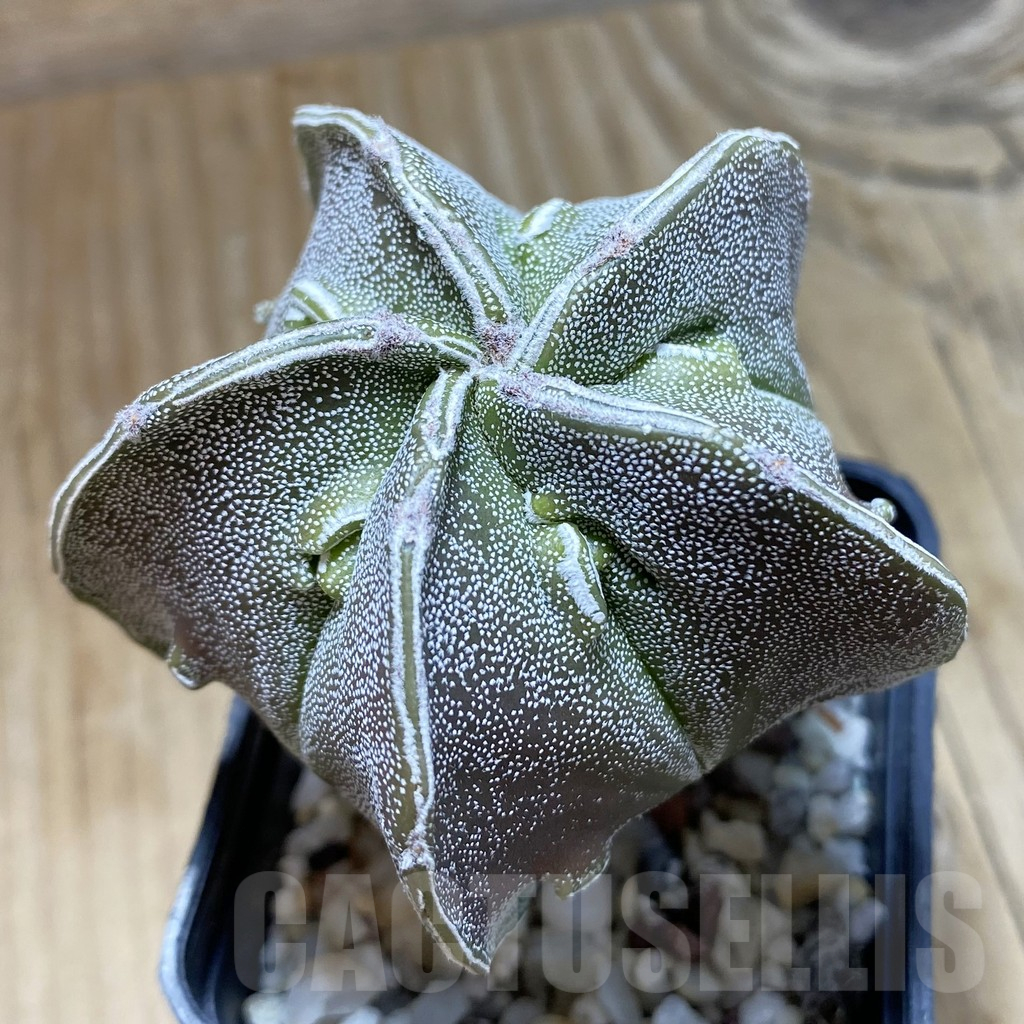 SH11773 Astrophytum myriostigma hybrid