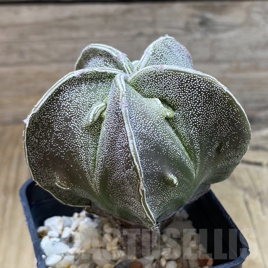 SH11773 Astrophytum myriostigma hybrid - Image 2
