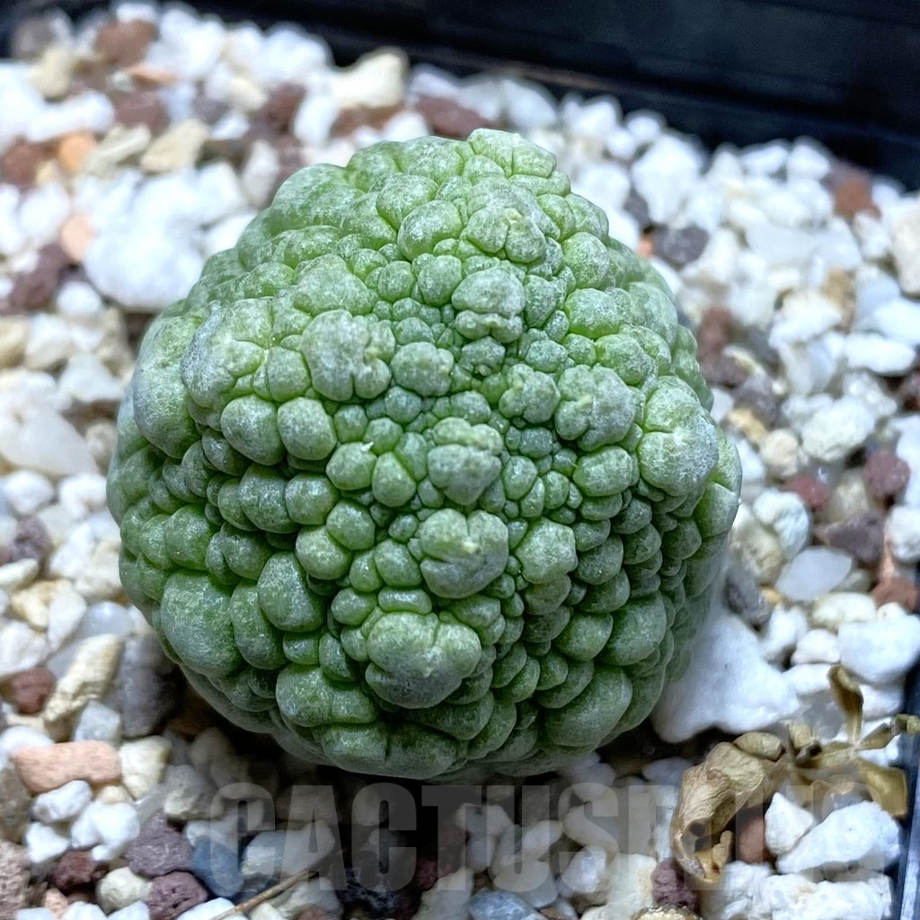SH11774 Pseudolithos migiurtinus