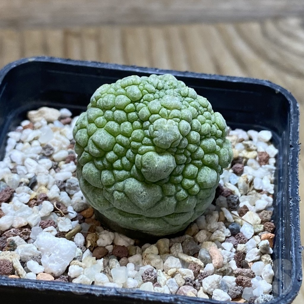 SH11774 Pseudolithos migiurtinus - Image 2