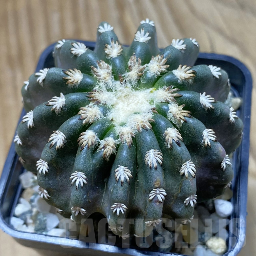 SH11775 Discocactus horstii