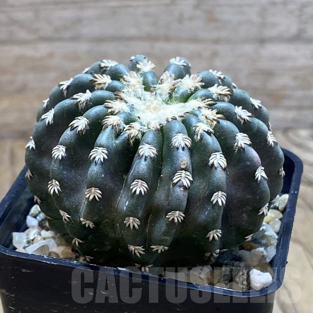 SH11775 Discocactus horstii - Image 2