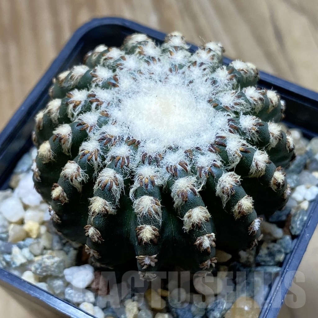 SH11776 Discocactus horstii