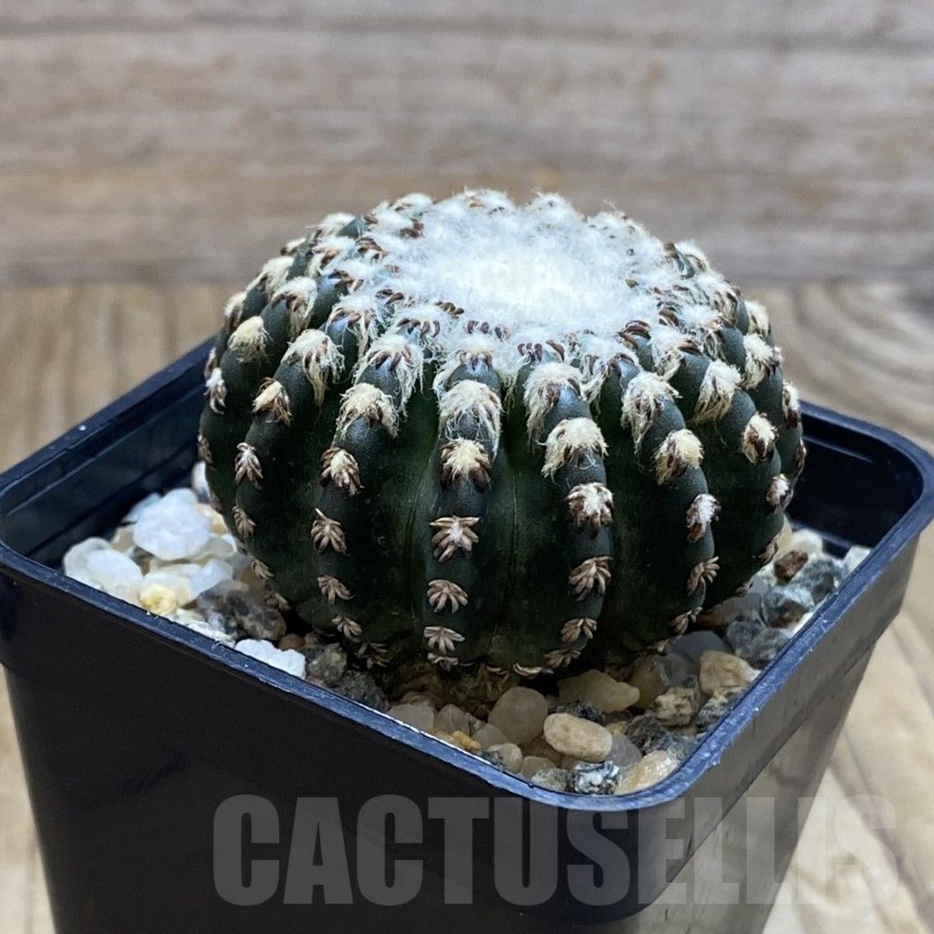 SH11776 Discocactus horstii - Image 2
