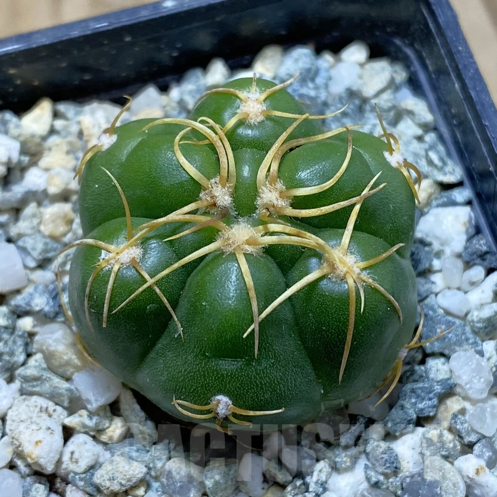 SH11778 Gymnocalycium denudatum ‘Kaiomaru’, seedling -Japan-