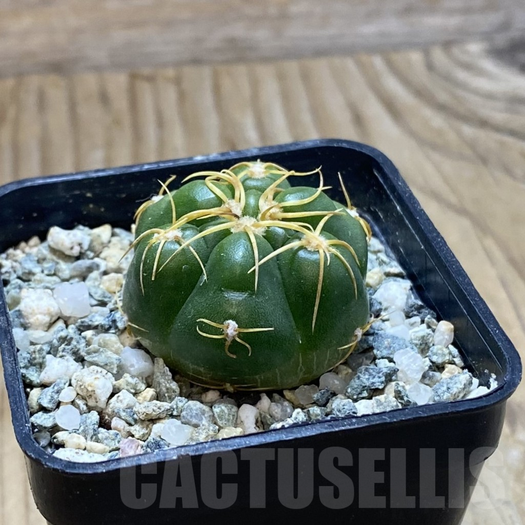 SH11778 Gymnocalycium denudatum ‘Kaiomaru’, seedling -Japan- - Image 2