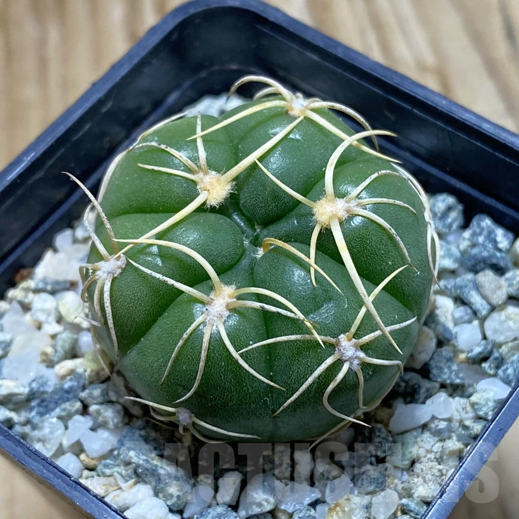SH11779 Gymnocalycium denudatum ‘Kaiomaru’, seedling -Japan-