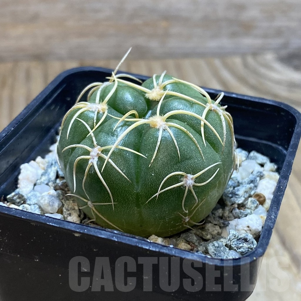 SH11779 Gymnocalycium denudatum ‘Kaiomaru’, seedling -Japan- - Image 2