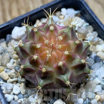 SH11783 Gymnocalycium mihanovichii 'Neon Brown', seedling