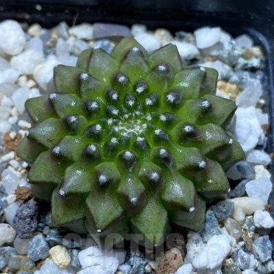SH11784 Gymnocalycium mihanovichii ‘inermis’