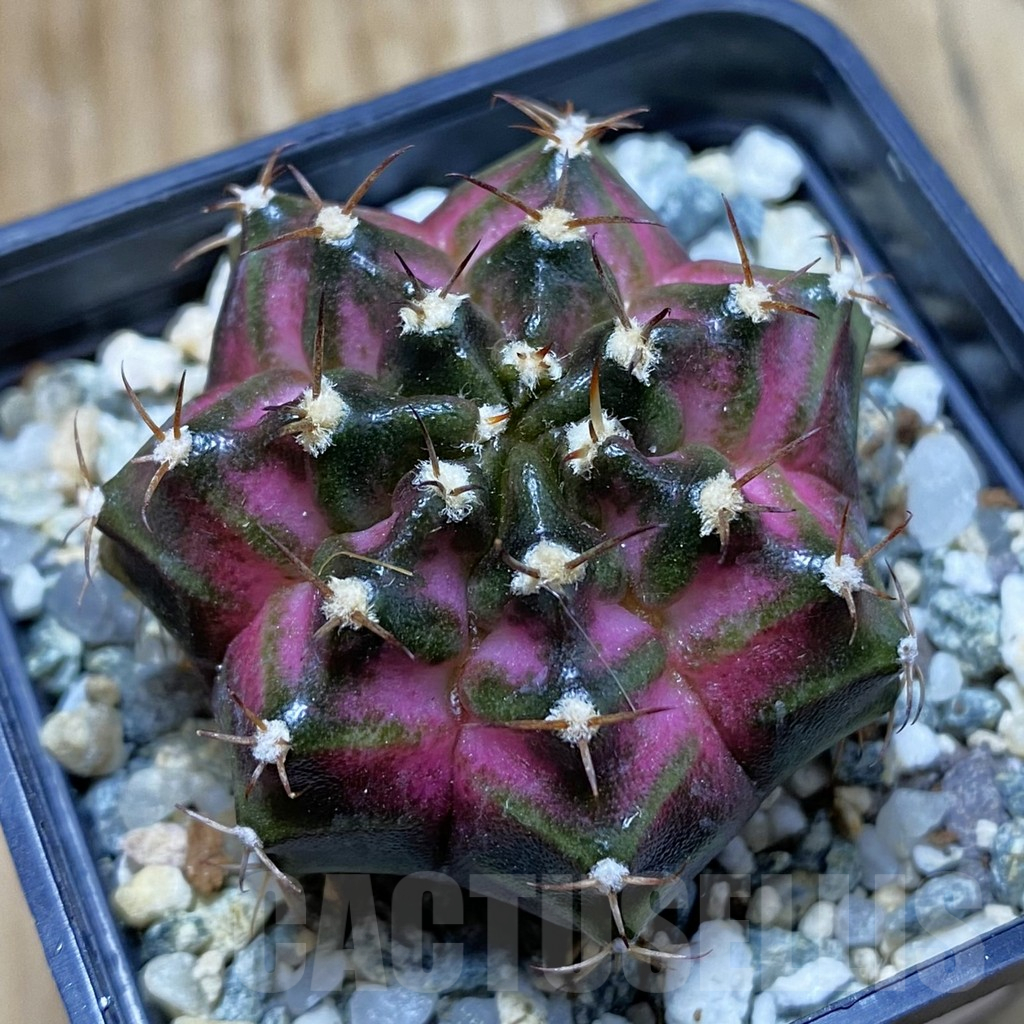 SH11791 Gymnocalycium mihanovichii 'T-Lux', seedling