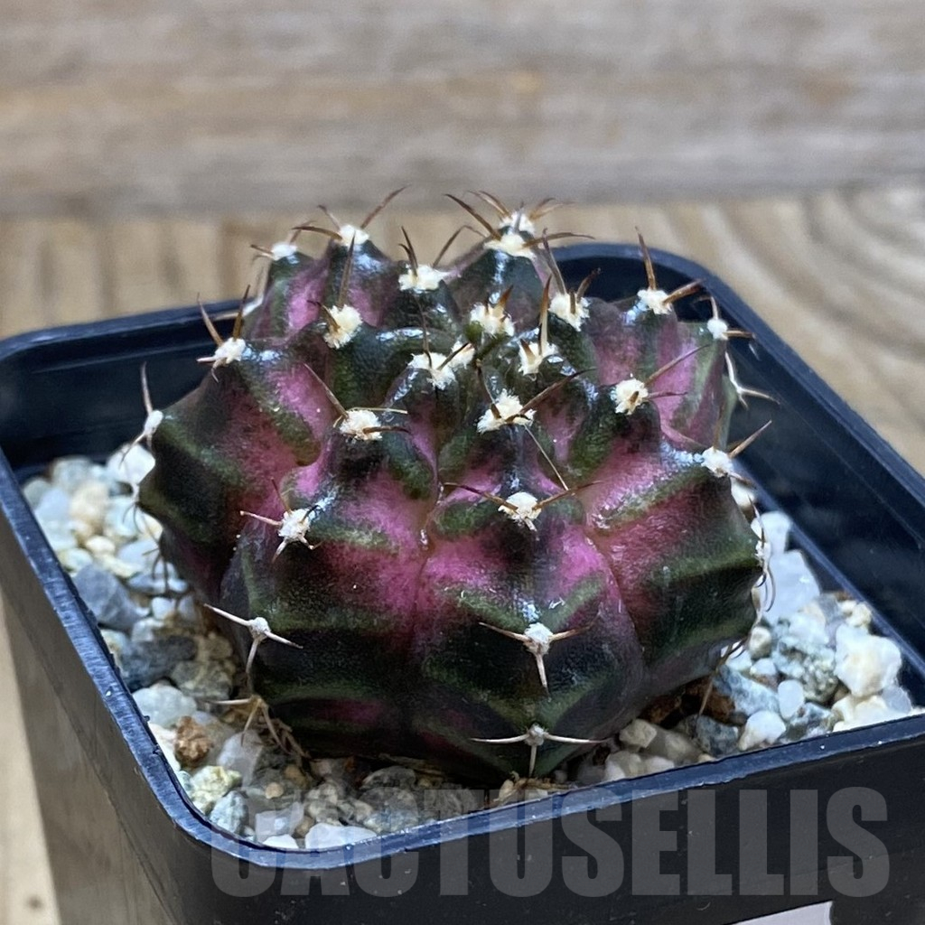 SH11791 Gymnocalycium mihanovichii 'T-Lux', seedling - Image 2