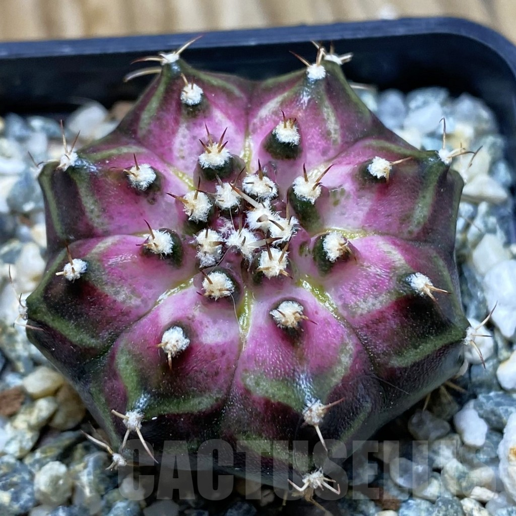 SH11793 Gymnocalycium mihanovichii 'T-Lux', seedling