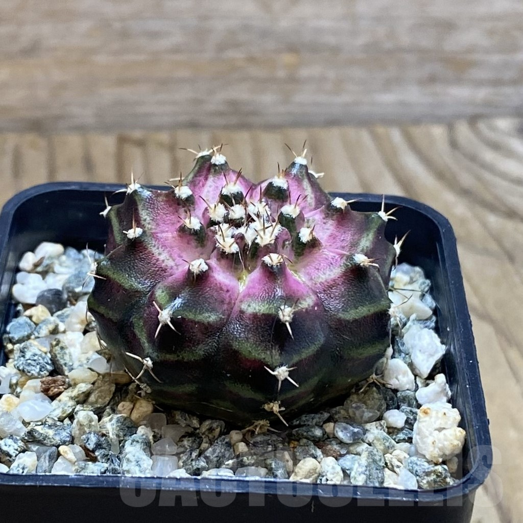 SH11793 Gymnocalycium mihanovichii 'T-Lux', seedling - Image 2