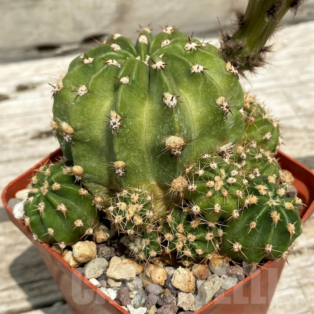 SH11734 Echinopsis hybrid A 13 ILLIAS - Image 2