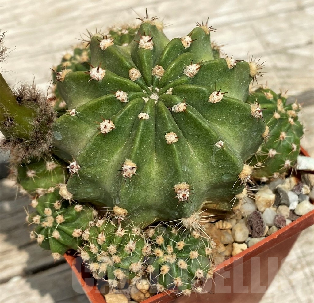 SH11734 Echinopsis hybrid A 13 ILLIAS - Image 3