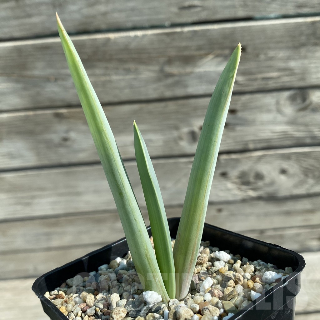 SH11741 Aloe plicatilis - Image 2