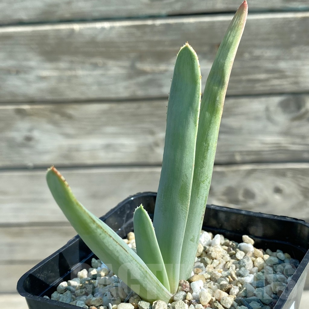 SH11742 Aloe plicatilis