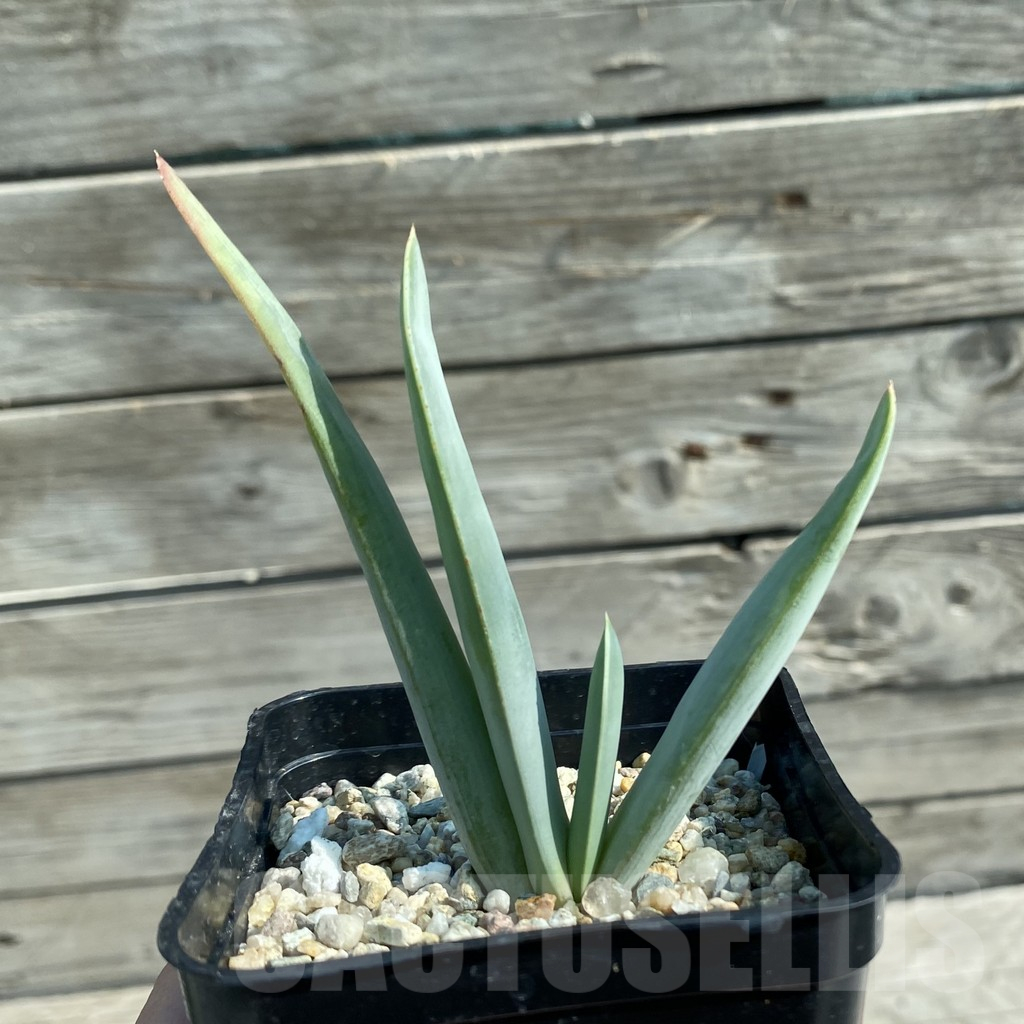 SH11742 Aloe plicatilis - Image 2