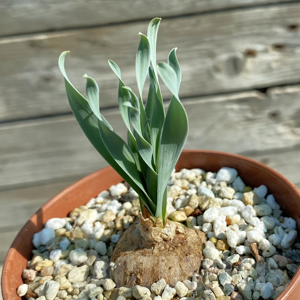 SH11745 Cyrtanthus spiralis