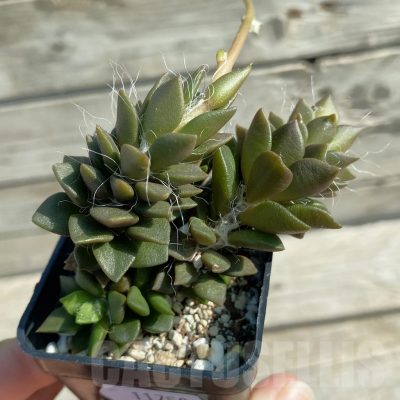 SH11750 Anacampseros rufescens