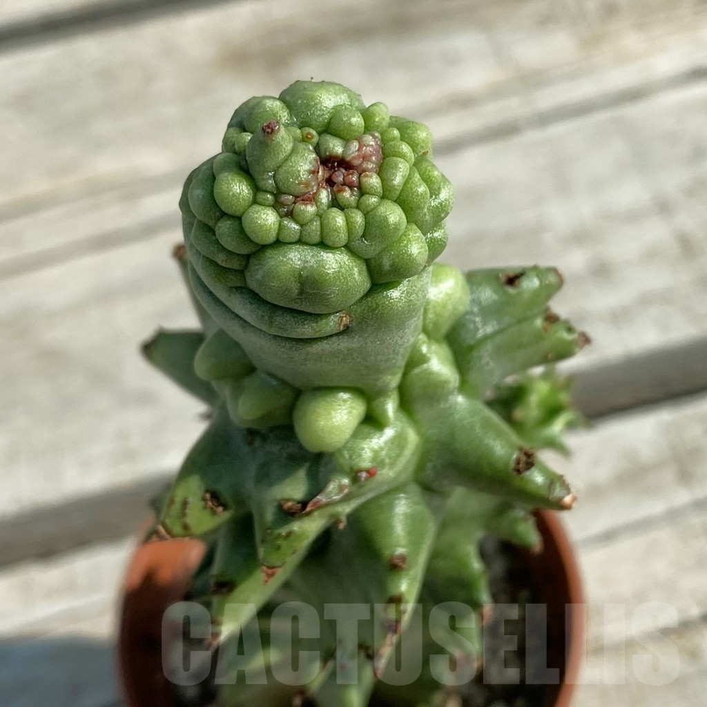 SH11751 Euphorbia horrida f. monstruosa