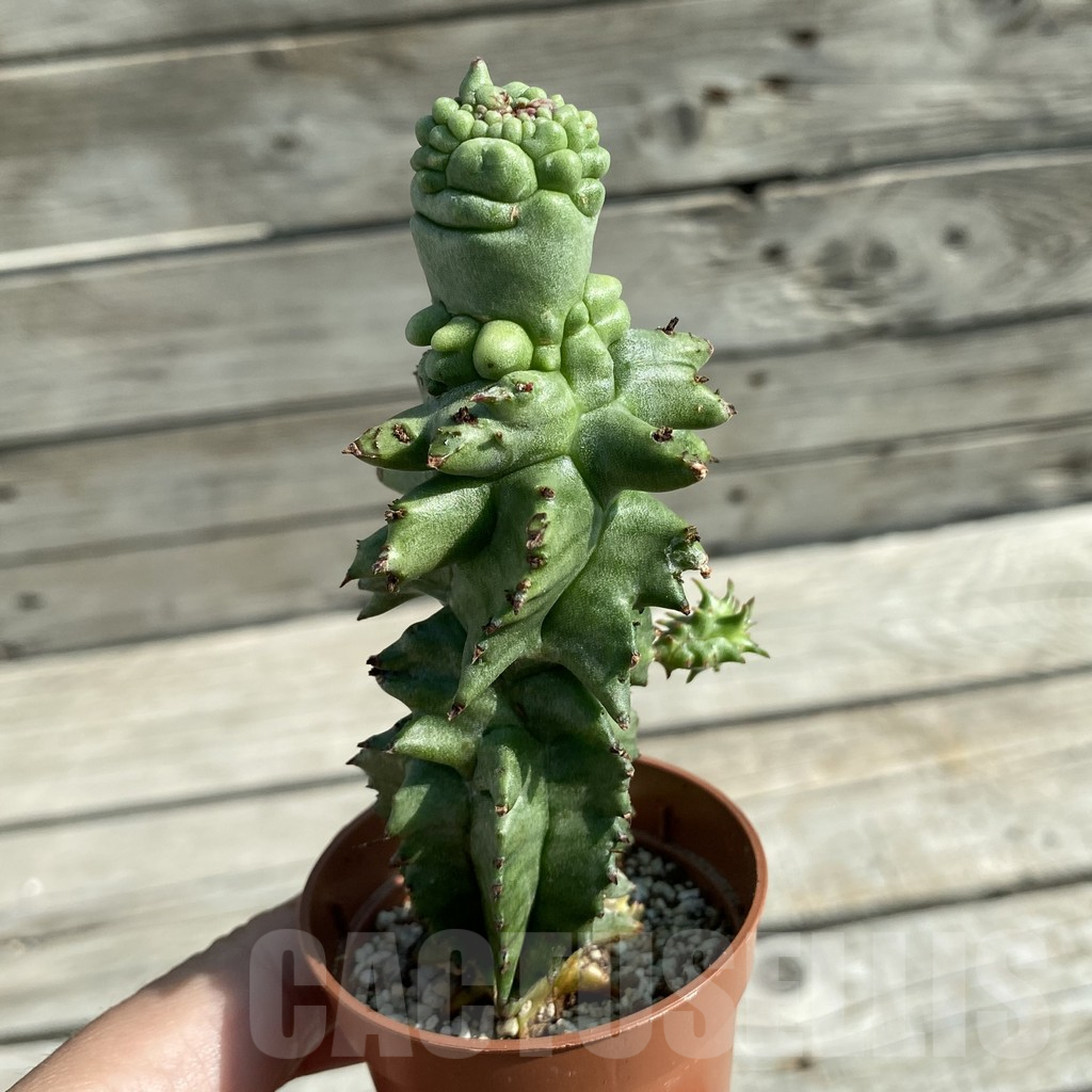SH11751 Euphorbia horrida f. monstruosa - Image 2