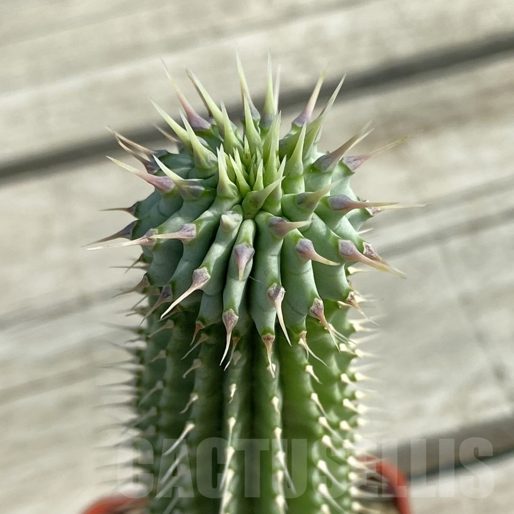 SH11754 Hoodia gordonii