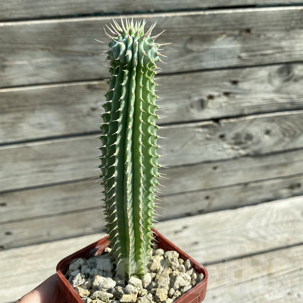 SH11754 Hoodia gordonii - Image 2