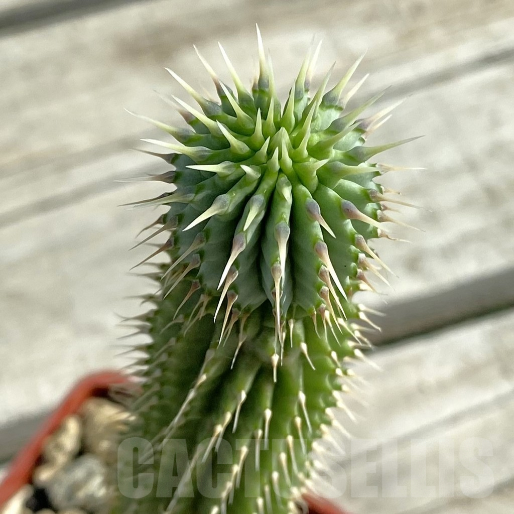 SH11755 Hoodia gordonii