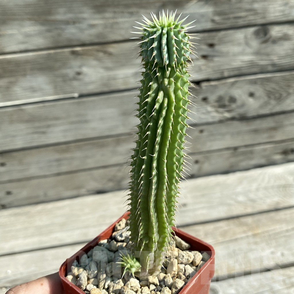 SH11755 Hoodia gordonii - Image 2
